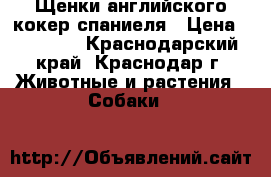 Щенки английского кокер спаниеля › Цена ­ 20 000 - Краснодарский край, Краснодар г. Животные и растения » Собаки   